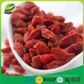 goji berry lycium barbarum